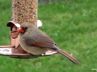 34399CrLeSh - Cardinals at our bird feeder  Peter Rhebergen - Each New Day a Miracle